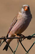 Trumpeter Finch