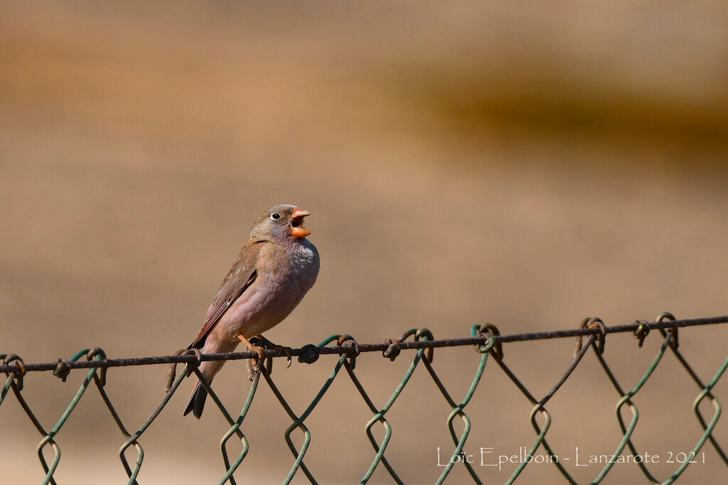 Trumpeter Finch