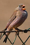 Trumpeter Finch