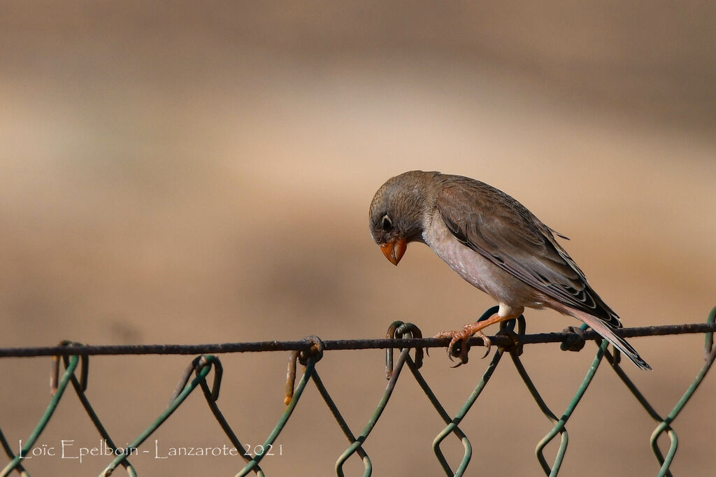 Trumpeter Finch