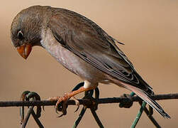 Trumpeter Finch