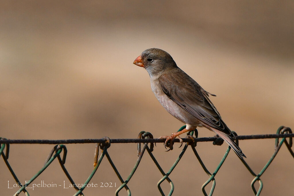 Trumpeter Finch