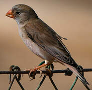 Trumpeter Finch