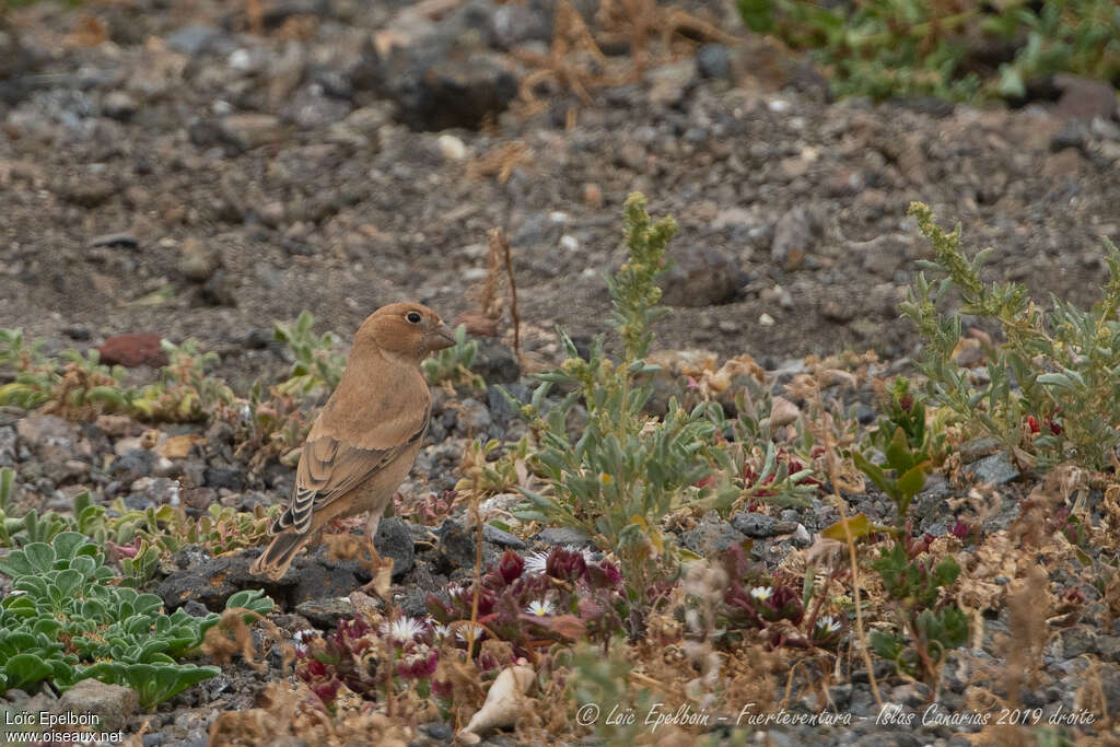 Roselin githaginejuvénile, identification