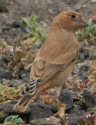 Trumpeter Finch