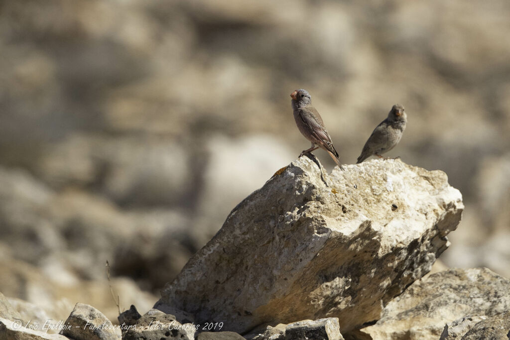 Trumpeter Finch