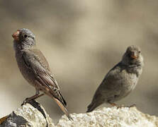 Trumpeter Finch