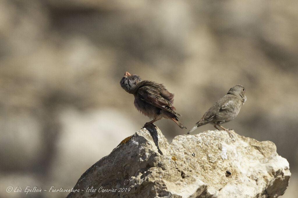 Trumpeter Finch