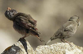 Trumpeter Finch