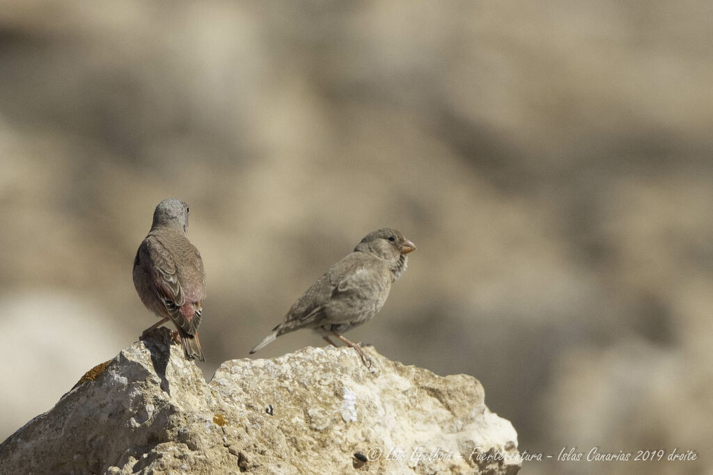 Trumpeter Finch