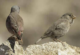 Trumpeter Finch