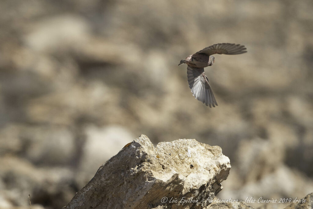 Trumpeter Finch