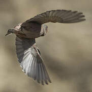 Trumpeter Finch