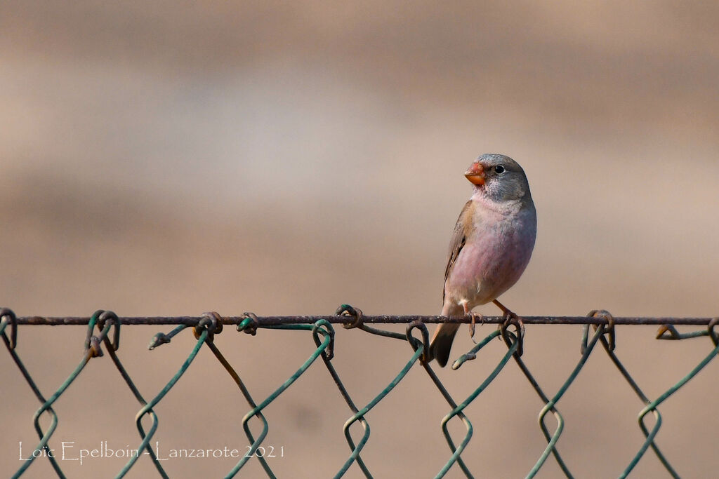 Trumpeter Finch