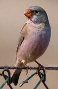 Trumpeter Finch