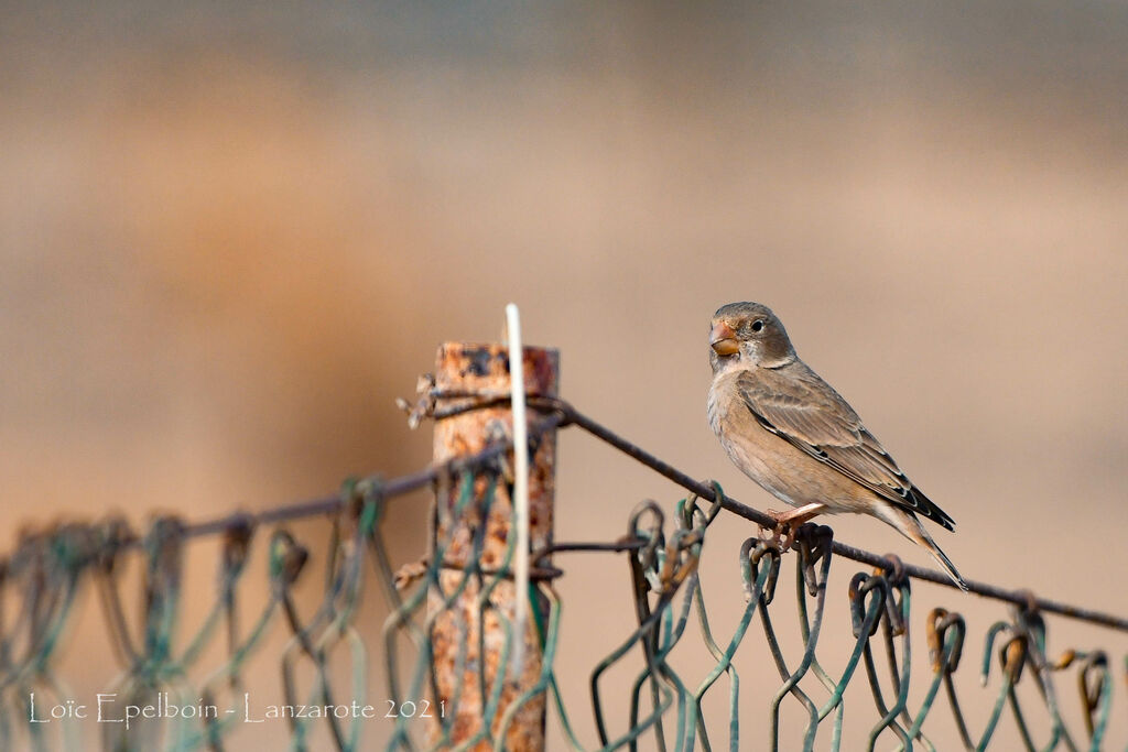 Trumpeter Finch