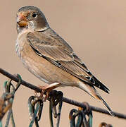 Trumpeter Finch