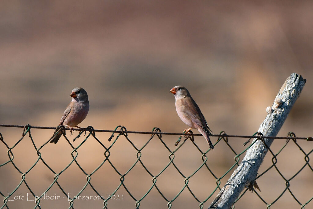 Trumpeter Finch