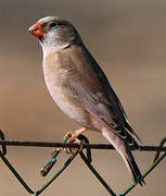 Trumpeter Finch