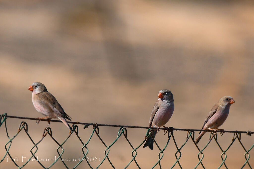 Trumpeter Finch