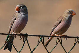 Trumpeter Finch