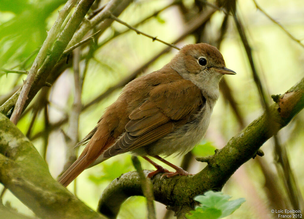 Common Nightingale