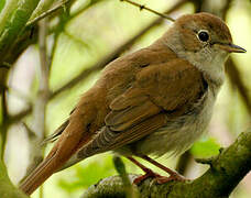 Common Nightingale