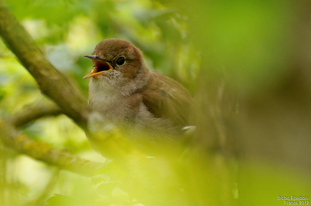 Common Nightingale