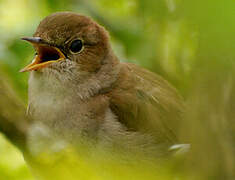 Common Nightingale