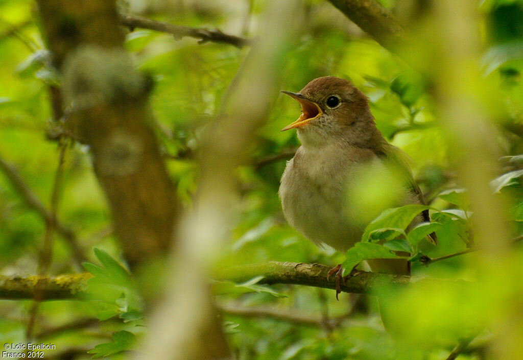 Common Nightingale