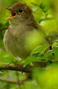 Common Nightingale