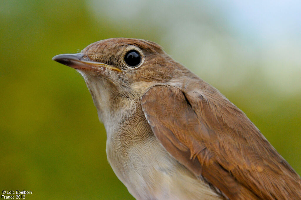 Common Nightingale