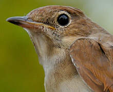 Common Nightingale