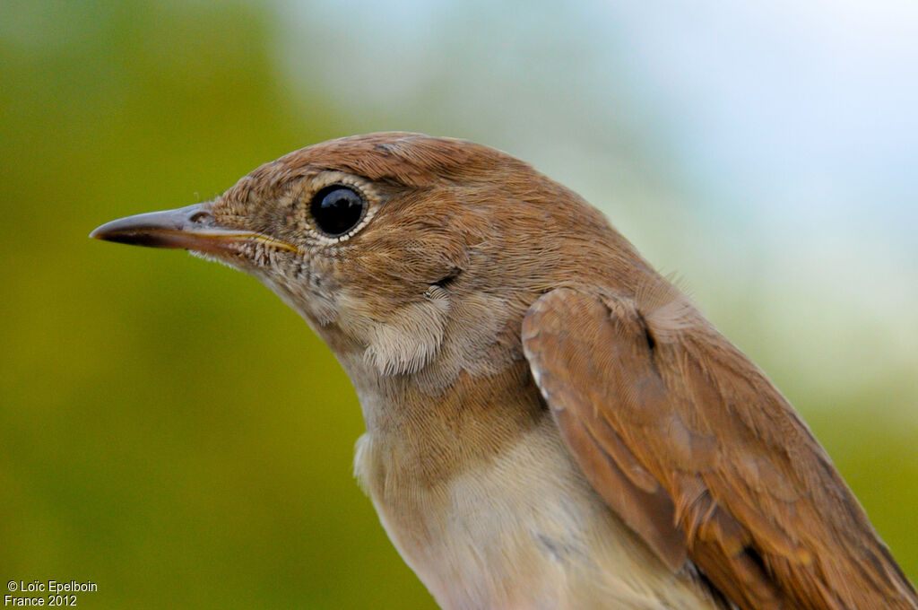 Common Nightingale