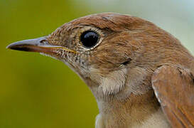 Common Nightingale