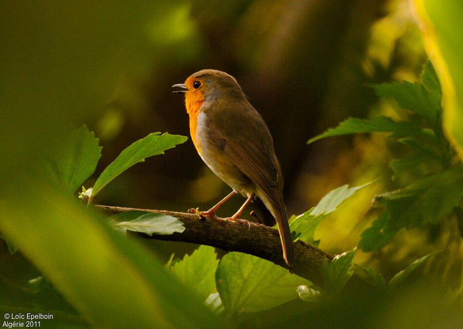 European Robin