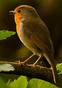 European Robin