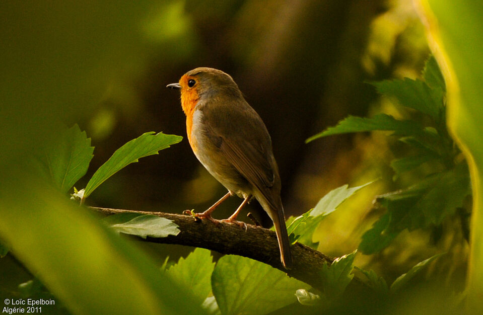 European Robin