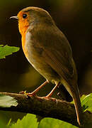 European Robin