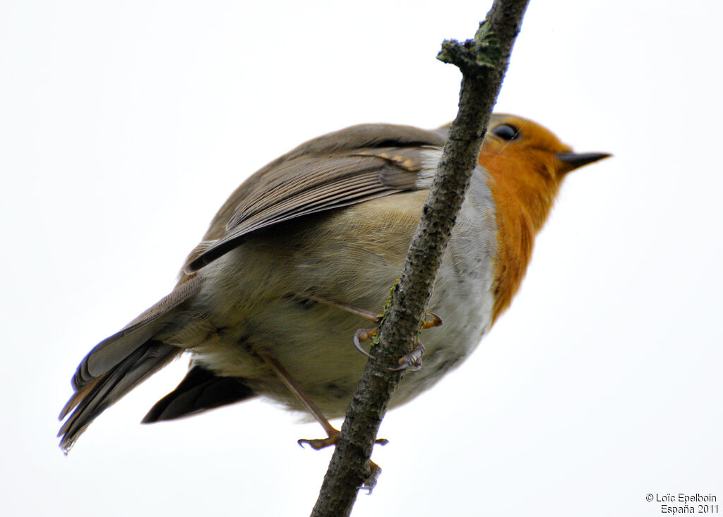 European Robin