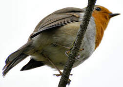 European Robin