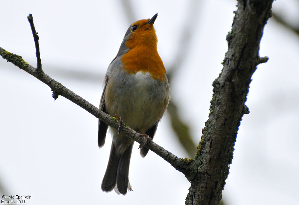 European Robin