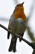 European Robin