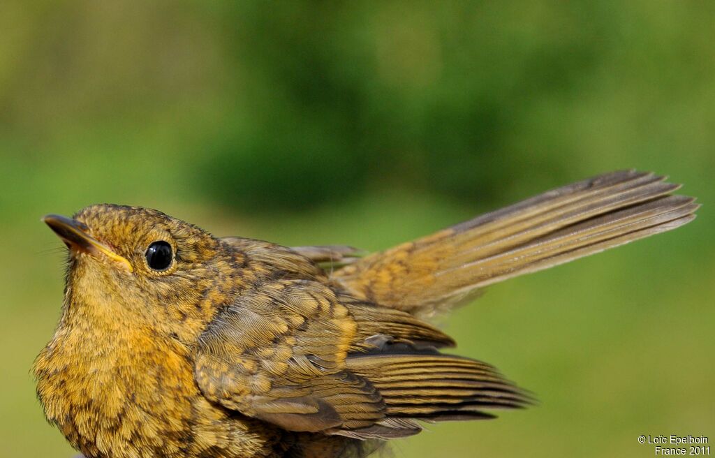 European Robin