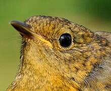 European Robin