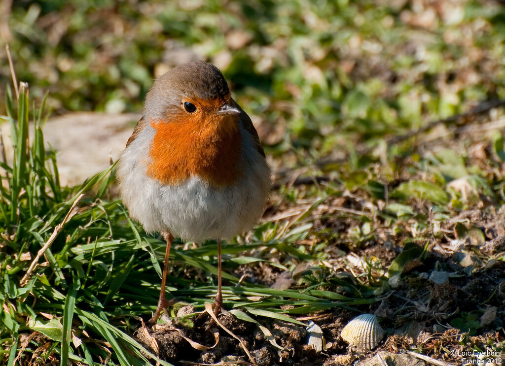 European Robin