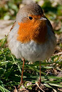 European Robin