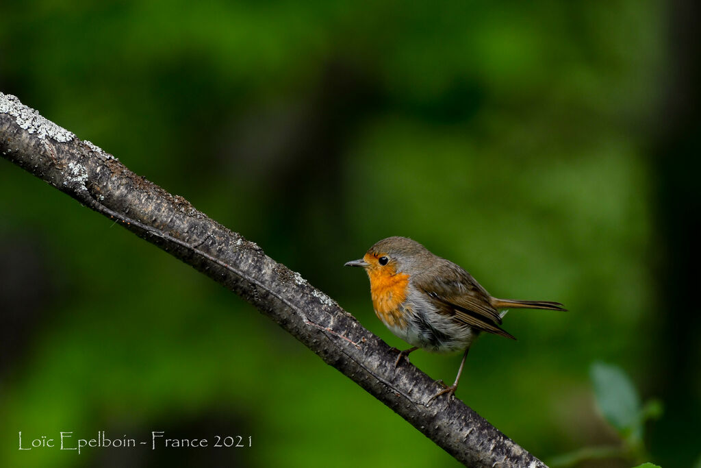 Rougegorge familier