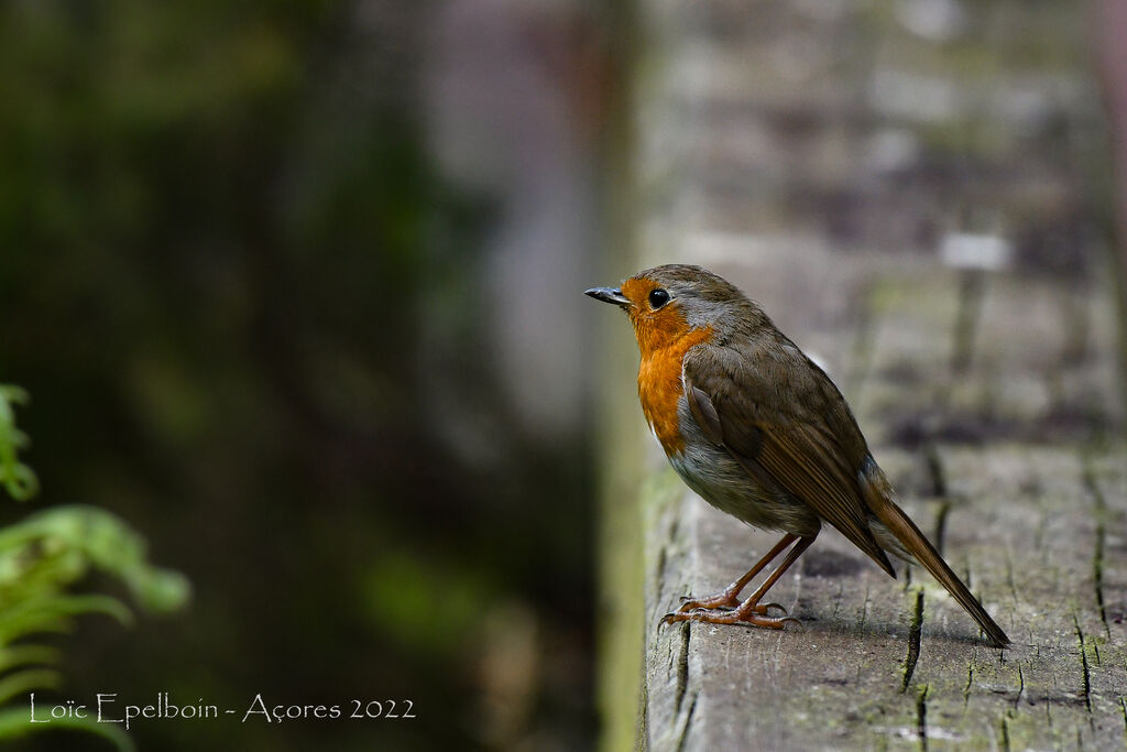 European Robin