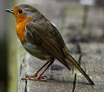 European Robin